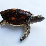 Turtle Philippines Fridge Magnet 3D Resin