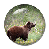 USA America Grizzly Alaska 3D Fridge Magnet Crystal Glass