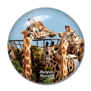 Norway Bergen Zoo Giraffe 3D Fridge Magnet Crystal Glass