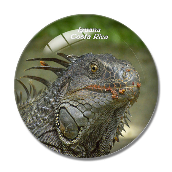 Costa Rica Iguana 3D Fridge Magnet Crystal Glass