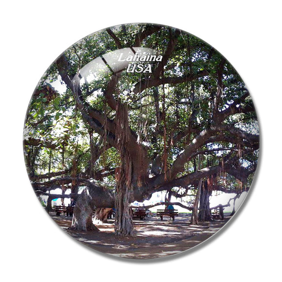 USA America lahaina Banyan Tree Park 3D Fridge Magnet Crystal Glass