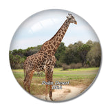 USA America Palm Desert Giraffe Zoo and Gardens 3D Fridge Magnet Crystal Glass