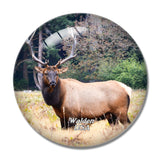 USA America Walden Elk Colorado 3D Fridge Magnet Crystal Glass