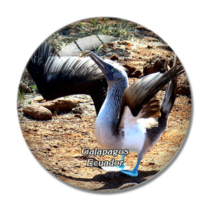 Ecuador Blue-Footed Boobie Galapagos 3D Fridge Magnet Crystal Glass