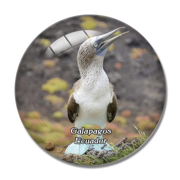 Ecuador Galapagos Blauwvoetgent 3D Fridge Magnet Crystal Glass