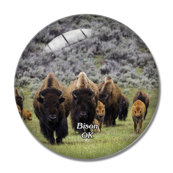 Bison Wichita Mountains Oklahoma USA 3D Fridge Magnet Crystal Glass