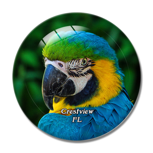 Crestview Parrot Emerald Coast Zoo Florida USA 3D Fridge Magnet Crystal Glass