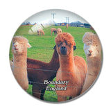 Boundary Charnwood Forest Alpacas UK England 3D Fridge Magnet Crystal Glass