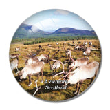 Scotland Aviemore Cairngorm Reindeer Herd UK England 3D Fridge Magnet Crystal Glass