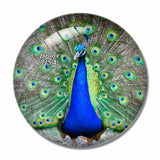USA America Bronx Zoo Peacock 3D Fridge Magnet Crystal Glass