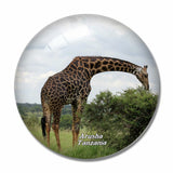 Giraffe Arusha Tanzania 3D Fridge Magnet Crystal Glass