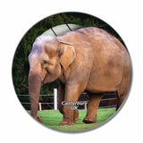 UK England Canterbury Howletts Wild Animal Park 3D Fridge Magnet Crystal Glass