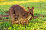 Australia Kangaroo Jigsaw Puzzle Wooden 1000 Piece