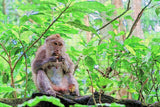 Indonesia Ubud Monkey Forest Bali Jigsaw Puzzle Wooden 1000 Piece