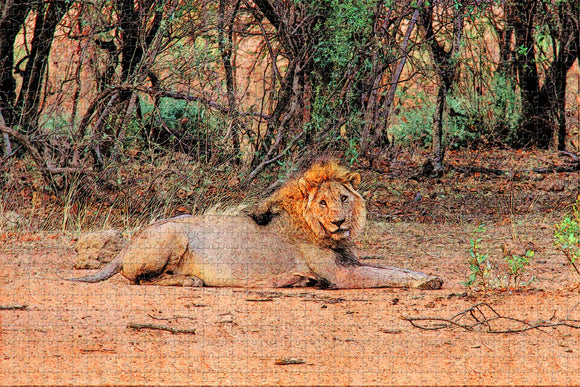 South Africa Lion Johannesburg Jigsaw Puzzle Wooden 1000 Piece