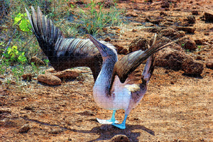 Ecuador Blue-Footed Boobie Galapagos Jigsaw Puzzle Wooden 1000 Piece