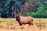 USA America Walden Elk Colorado Jigsaw Puzzle Wooden 1000 Piece