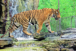 USA America Jacksonville Zoo Tiger Jigsaw Puzzle Wooden 1000 Piece