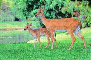 Sarasota  Florida Deer USA Jigsaw Puzzle Wooden 1000 Piece