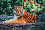 Alexandria Tiger Zoological Park Louisiana USA Jigsaw Puzzle Wooden 1000 Piece