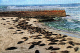 Деревянный пазл "La Jolla Beach USA" 1000 деталей