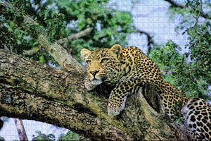 Kenya Leopard Tree Jigsaw Puzzle Wooden 1000 Piece