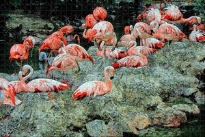 USA America Flamingo Denver Zoo Jigsaw Puzzle Wooden 1000 Piece