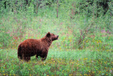 USA America Grizzly Alaska Jigsaw Puzzle Wooden 1000 Piece