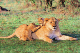 Kenya Lion Cubs Jigsaw Puzzle Wooden 1000 Piece