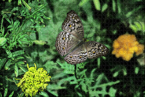 USA America Gainesville Butterfly Rainforest Jigsaw Puzzle Wooden 1000 Piece