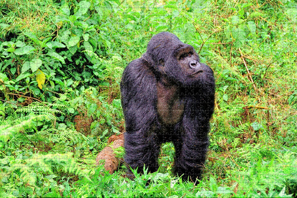 Gorillas Rwanda Jigsaw Puzzle Wooden 1000 Piece