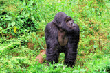 Gorillas Rwanda Jigsaw Puzzle Wooden 1000 Piece