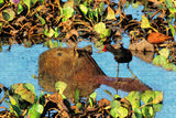 Venezuela Capybara Llanos Jigsaw Puzzle Wooden 1000 Piece