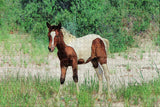 Virginia Beach Horse USA Jigsaw Puzzle Wooden 1000 Piece