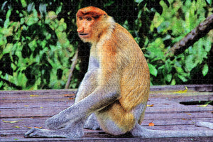 Malaysia Proboscis Monkey Sandakan Sabah Jigsaw Puzzle Wooden 1000 Piece