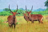 Antelope Arusha Tanzania Jigsaw Puzzle Wooden 1000 Piece