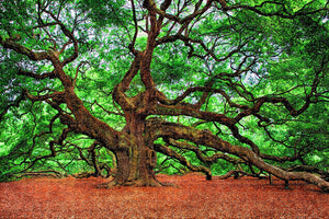 Oak Tree Charleston USA Jigsaw Puzzle Wooden 1000 Piece