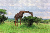 Giraffe Arusha Tanzania Jigsaw Puzzle Wooden 1000 Piece