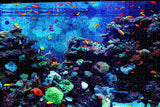 Newport Aquarium Kentucky USA Jigsaw Puzzle Wooden 1000 Piece