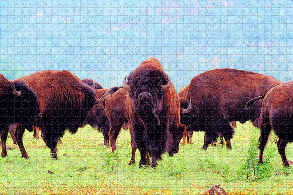 Buffalo Oklahoma Bison USA Jigsaw Puzzle Wooden 1000 Piece