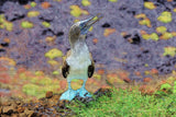 Ecuador Galapagos Blauwvoetgent Jigsaw Puzzle Wooden 1000 Piece