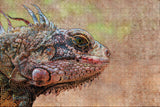 Venezuela Iguana Jigsaw Puzzle Wooden 1000 Piece