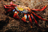 Ecuador Crab Galapagos Jigsaw Puzzle Wooden 1000 Piece