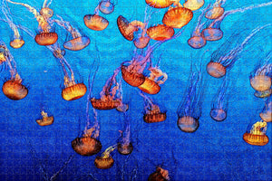 USA America Jellyfish Aquarium Monterey Jigsaw Puzzle Wooden 1000 Piece