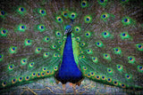 Bronx Zoo Peacock USA Jigsaw Puzzle Wooden 1000 Piece