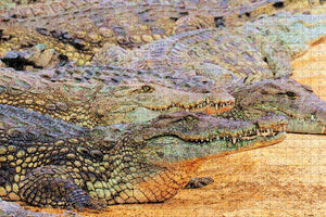 Morocco Crocoparc Agadir Jigsaw Puzzle Wooden 1000 Piece