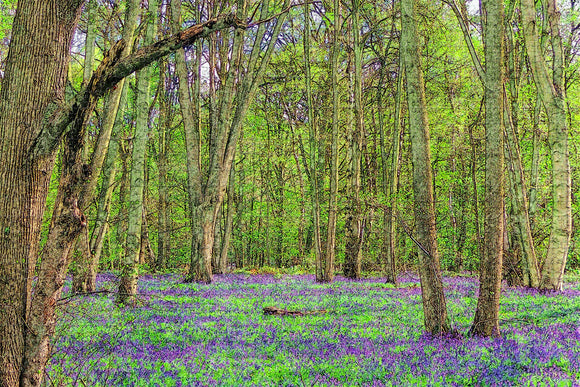 UK England Rufford Park Jigsaw Puzzle Wooden 1000 Piece