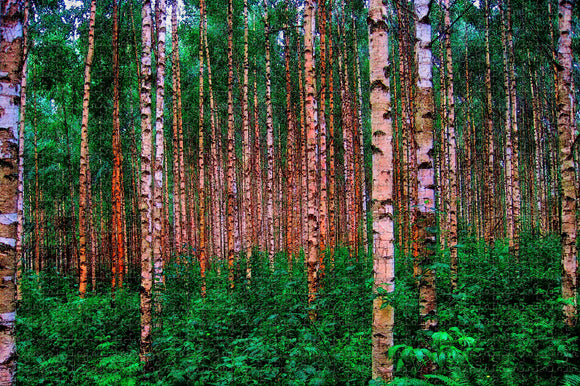 Finland Birch Trees Jigsaw Puzzle Wooden 1000 Piece