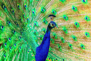 Decatur Peacock Illinois USA Jigsaw Puzzle Wooden 1000 Piece