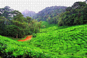 Colombia Dapa Green Tea Jigsaw Puzzle Wooden 1000 Piece